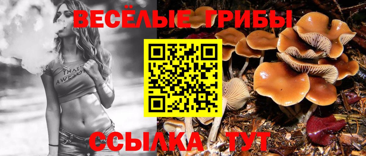 Губкин  Галлюциногенные грибы мицелий  Вход с VPN  Псилоцибиновые грибы прущие грибы 